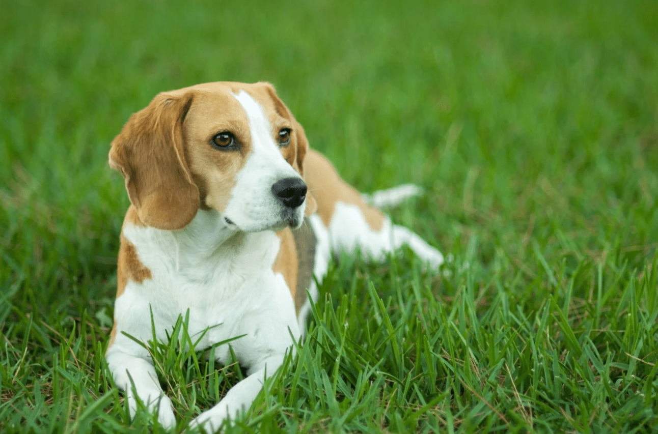 Why Dogs Need Daily Care, Training, and Mental Stimulation